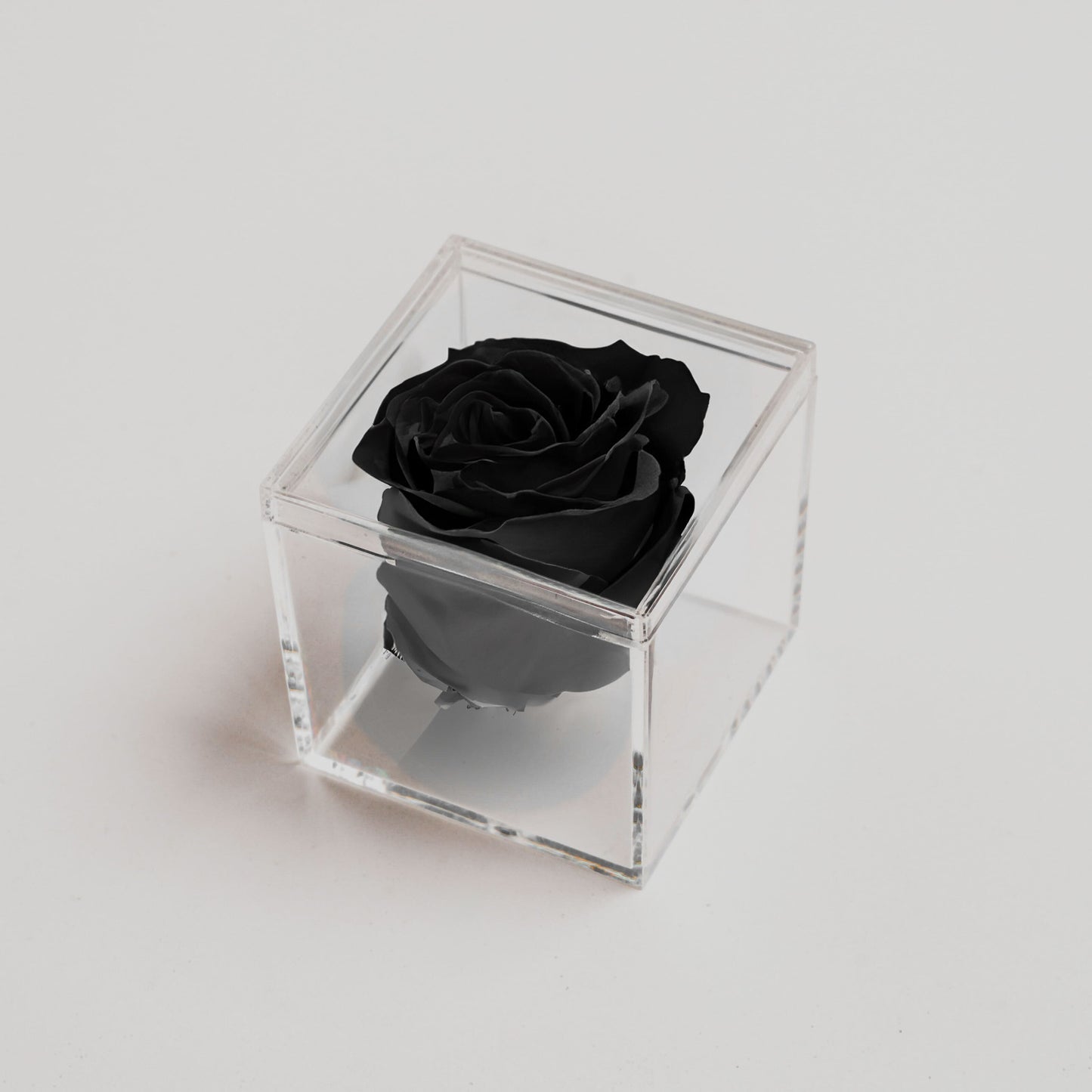 Black Forever Rose (Last 6+ Months)