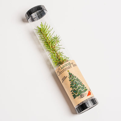 Mini Living Christmas Tree