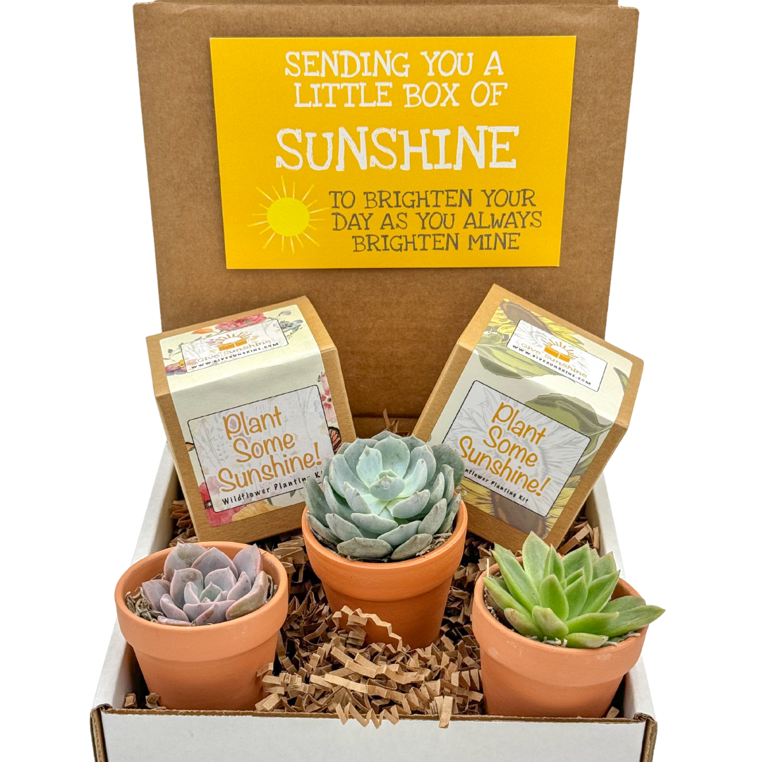 Growing Light Box