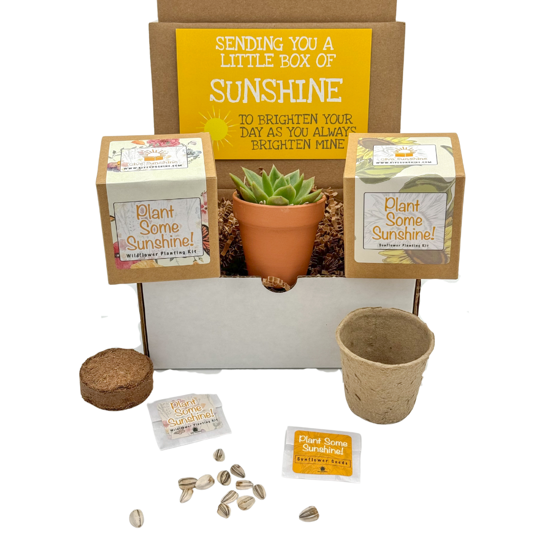 Growing in Sunlight Box