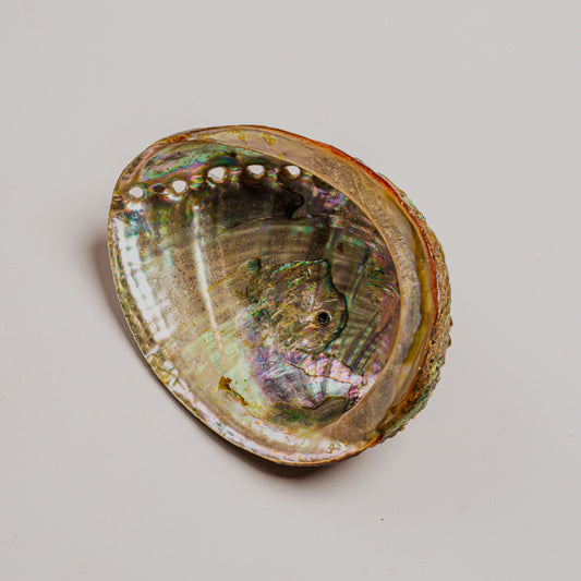 Abalone Shell Smudge Bowls (4")