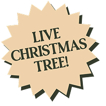 Live Christmas Tree!