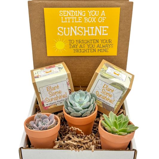 Growing Light Box