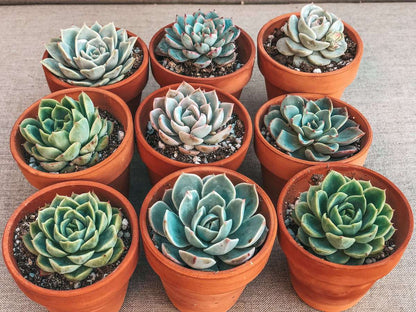 Merry and Bright Box