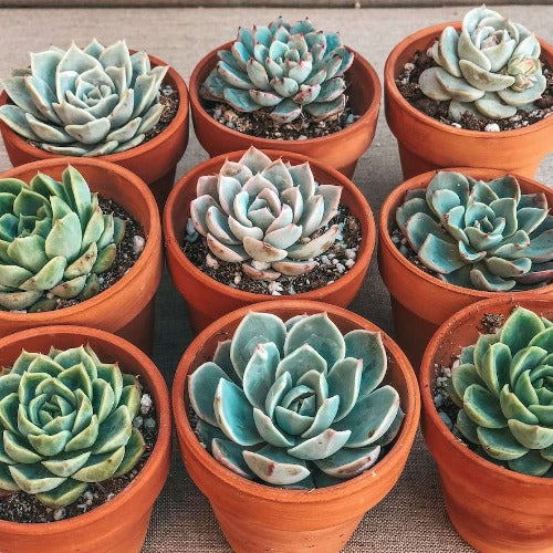 Succulent in a small 2.5 inch Terra Cotta Pot